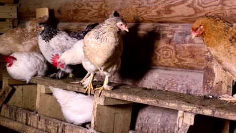 chickens in the chicken coop
