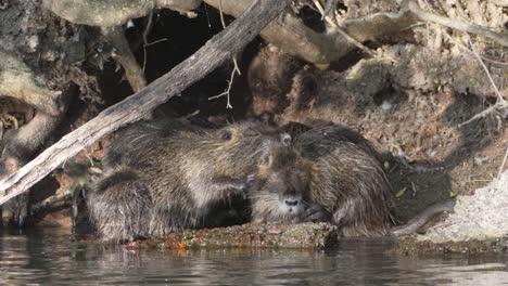 nutria myocastor coypus family cleaning themselves at the entrance to their den