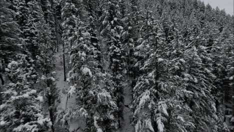 Snowscape-Forest-Over-American-Fork-Canyon-Winter-In-The-Wasatch-Mountains-Of-Utah,-United-States