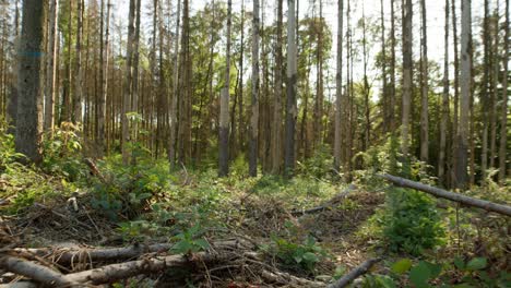 trockener fichtenwald, der von einem rindenkäfer in der tschechischen landschaft getroffen wurde, mit stümpfen und ästen auf dem boden