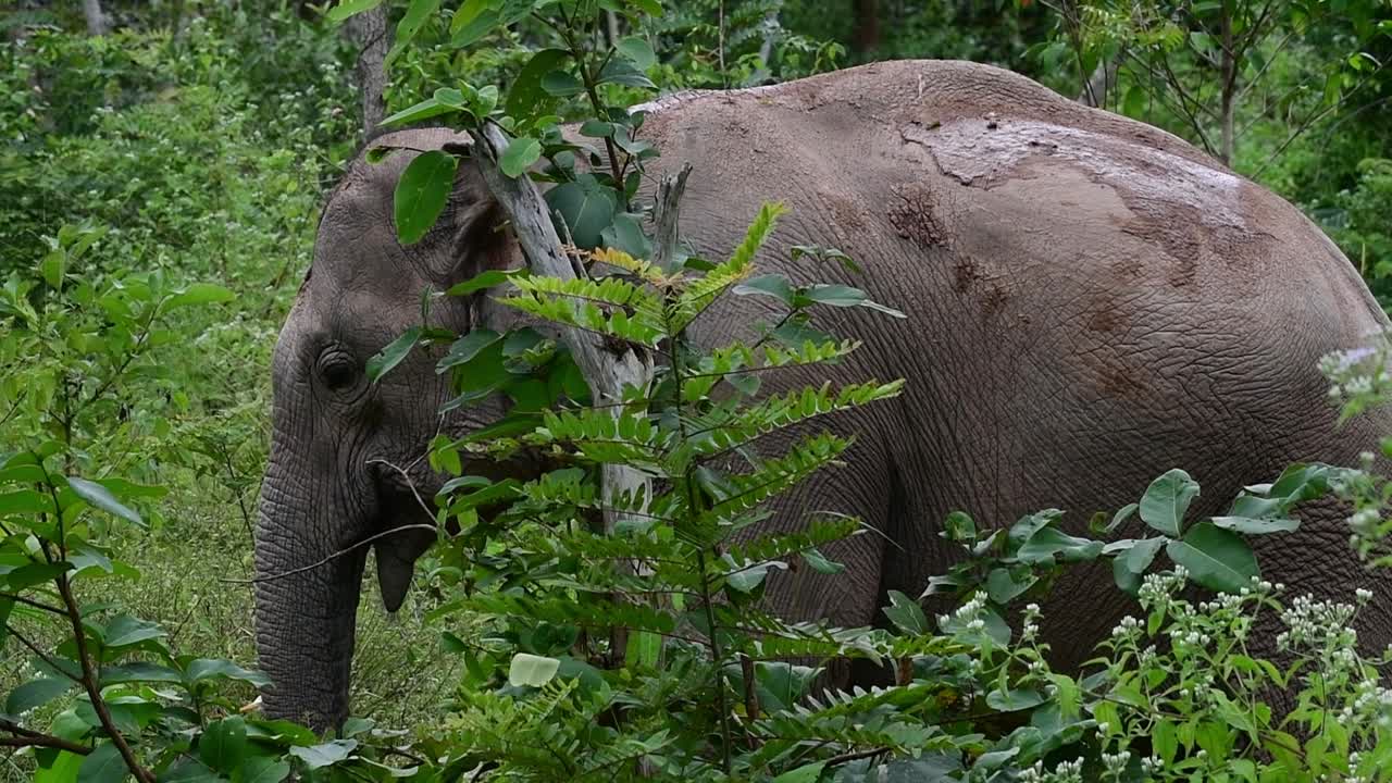 los elefantes asiáticos son especies en peligro de extinción y también son residentes de tailandia