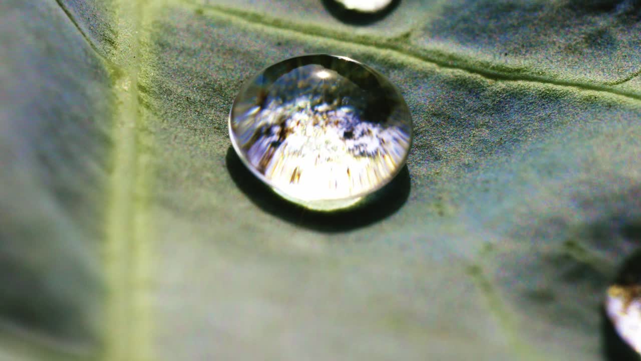 капли воды на листе
