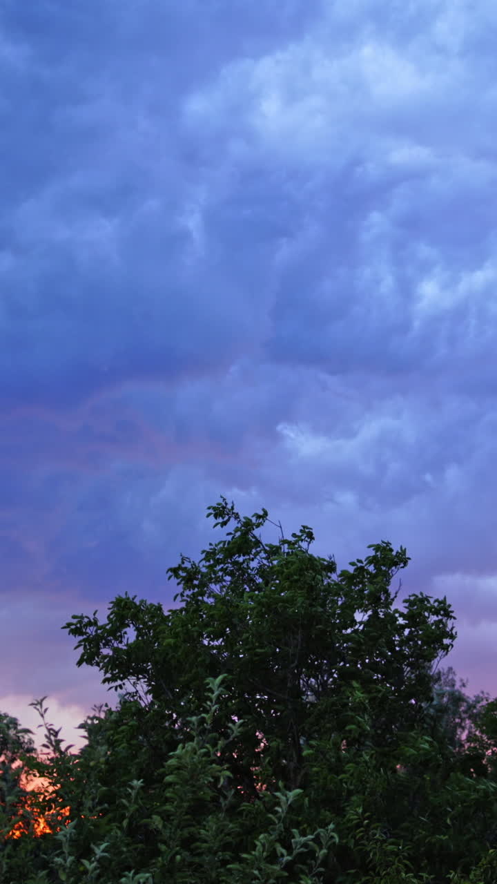 Strong wind shakes the tops of trees on the sky with lightning background. Strong lightning on the blue sky with moving clouds in the evening. Vertical video