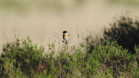 Nahaufnahme-Des-Afrikanischen-Schwarzkehlchens,-Gemeiner-Schwarzkehlchenvogel,-Der-Auf-Buschzweig-Steht,-Umgebung-Beobachten,-Handheld,-Tag