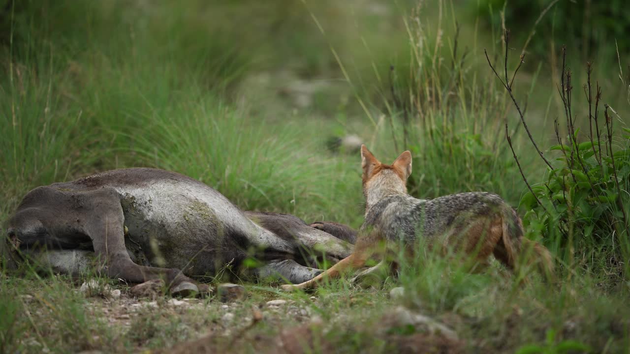 Closeup of a wild Jackal tearing into carcass flesh, eyes focused, revealing the pure strength and hunger of the predator