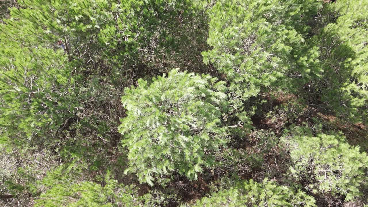 Forest Nature Background Aerial View 1