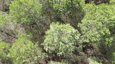 bosque naturaleza fondo vista aerea 1