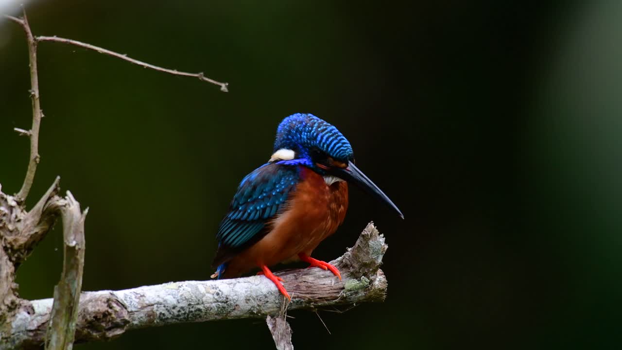 el martín pescador de orejas azules es un pequeño martín pescador que se encuentra en tailandia y es buscado por los fotógrafos de aves debido a sus hermosas orejas azules, ya que también es un pájaro lindo para observar