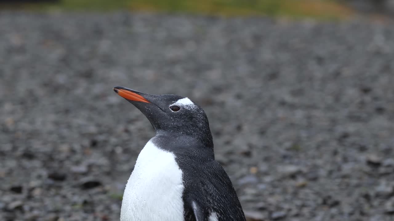 cerca de un pingüino papúa sobre grava con un sello en el fondo