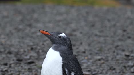 close up of a gentoo penguin on gravel with a seal in the backgound