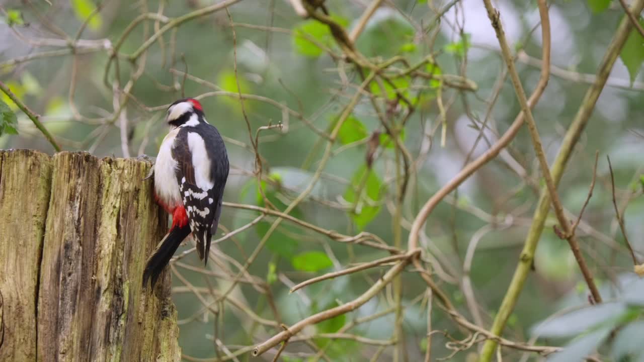 Woodpecker clings to vertical bark, scanning surroundings with alert posture and soft motion