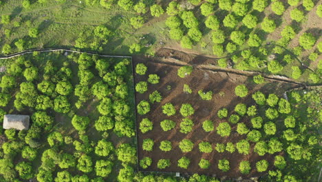 top-down drone view of a green plum orchard.