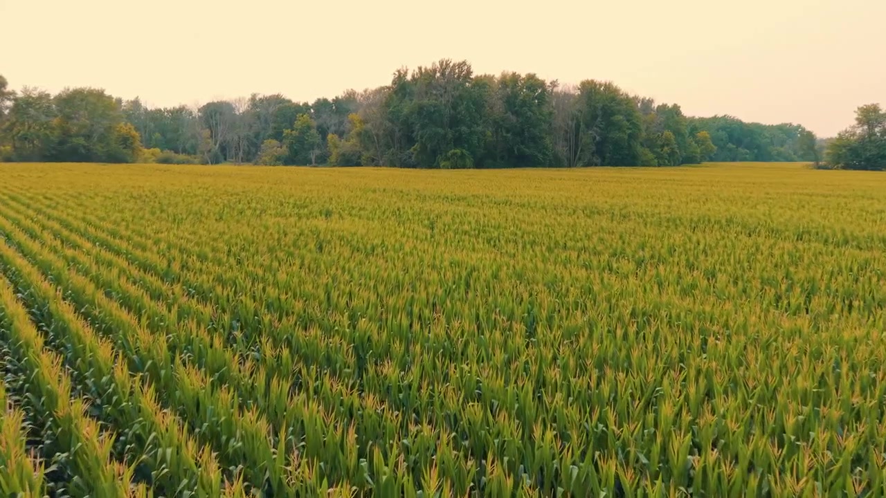 Gylden majsmark med vidtstrakte rækker af modne afgrøder på tværs af et landligt landbrugslandskab nær Black Creek i Wisconsin, USA. Droneoptagelse fra luften