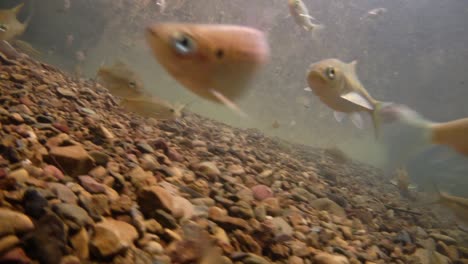 Der-Kaeng-Krachan-Nationalpark-Ist-Die-Heimat-Vieler-Fantastischer-Wildtiere-Und-Die-Bäche-Sind-Eine-Lebensquelle-Für-Frisches-Wasser,-Das-Tiere-Trinken-Und-Fische-Herumschwimmen-Können