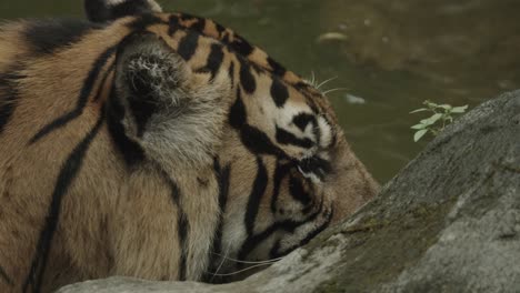 tigger hidden behind stones inside a river or lake, or waterhole, ready to hunt and look for prey