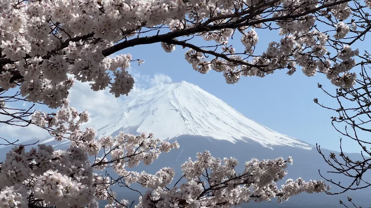 Close up Mt. Fuji with snow cover framed by beautiful Sakura cherry blossoms