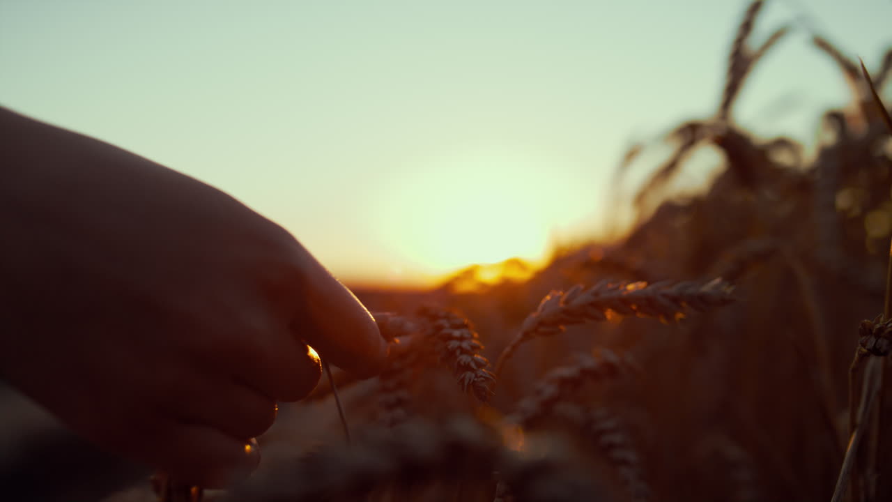 la mano del granjero tocando las espigas al atardecer de cerca. hermosa vista del campo.