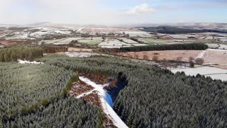 Vista-Aérea-Avanzando-Mirando-Por-Encima-Del-Bosque-Bellever-Dartmoor-Devon,-Inglaterra