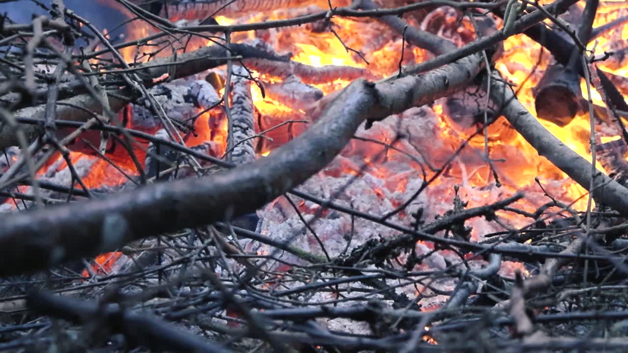 Close up low angle footage of a bonfire or fire where twigs and branches are burning in a forest while some sausages or hot dogs are grilled on a stick on top of the flames. Twigs in the foreground.