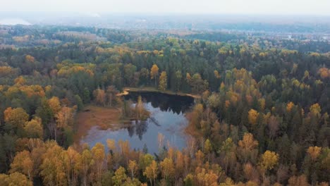 vista aérea del bosque de copas de árboles de coníferas de pino verde y abeto y el lago kalnmuiza en letonia