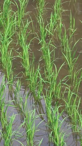 lapso de tiempo de las plantas de arroz que crecen en el campo de arroz