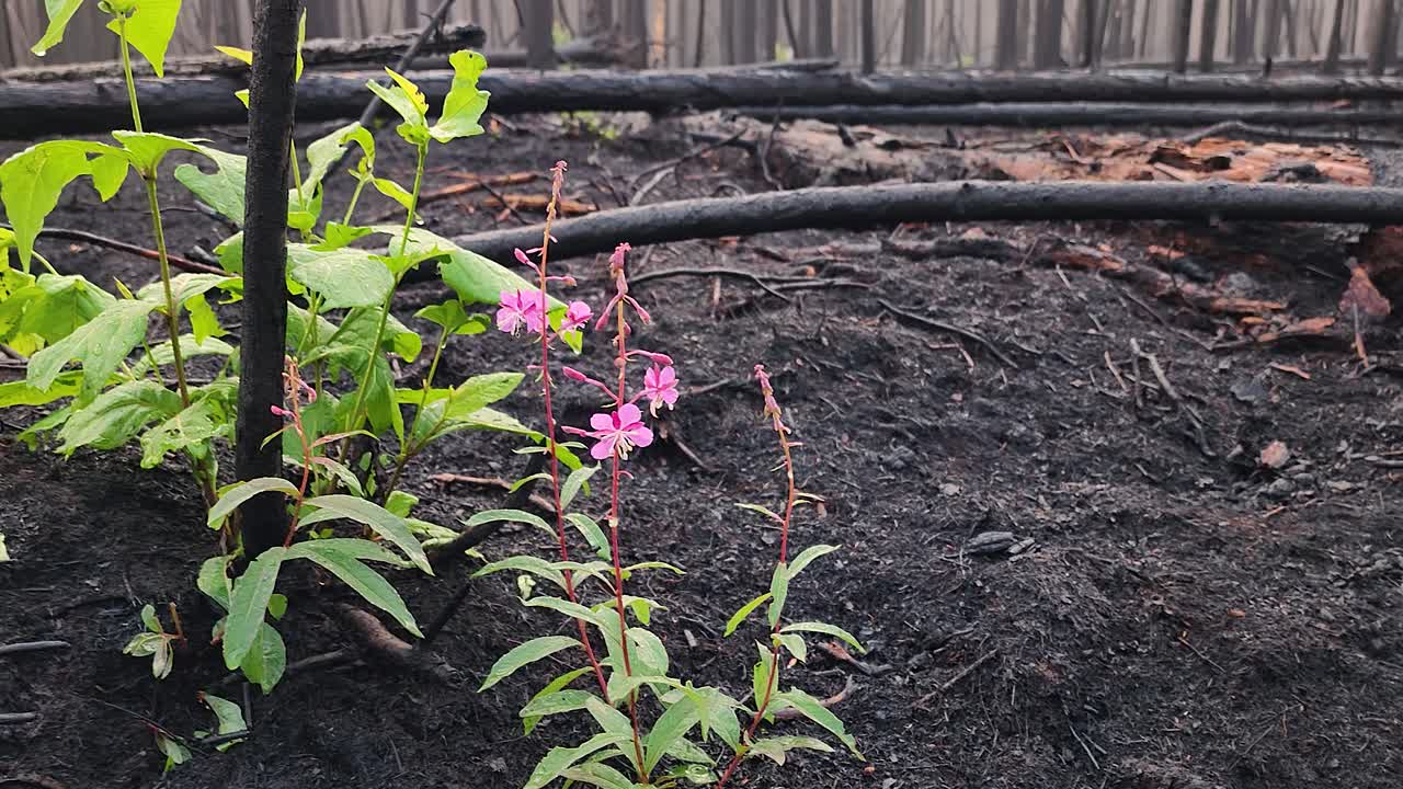 Rebirth of Nature: Trees and Flowers Blooms Amidst Sudbury Forest Fire's Ashes