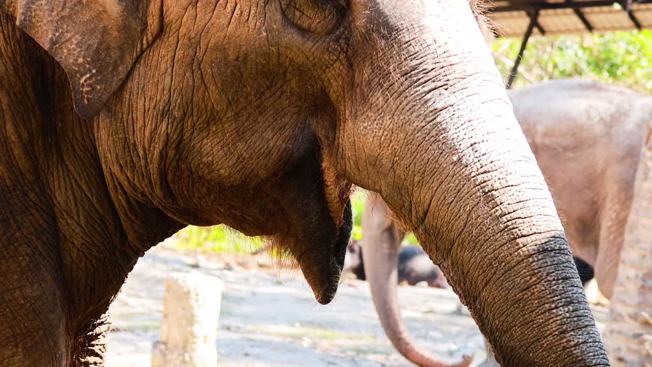 un elefante comiendo hojas en chonburi, tailandia