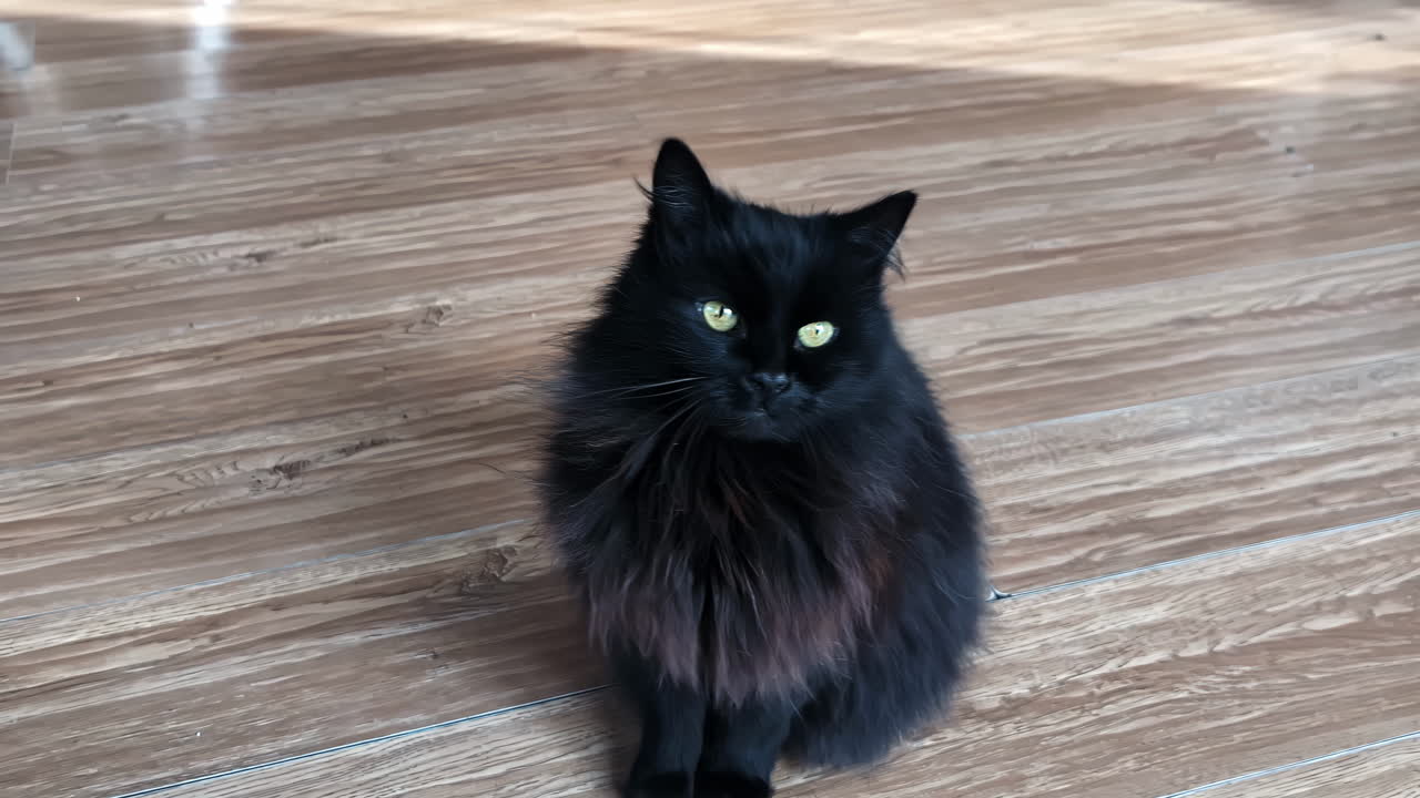Fluffy black cat with vivid green eyes sitting on floor, close up