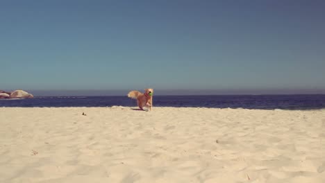 Lustiger-Hund,-Der-Mit-Ball-Spielt