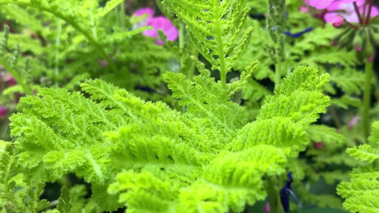 Lush green ferns with pink flowers in the background