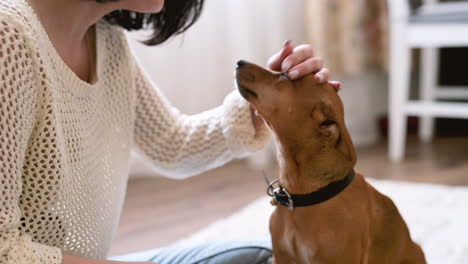 brunette vrouw zittend op het tapijt op de vloer van de woonkamer streelt haar hond