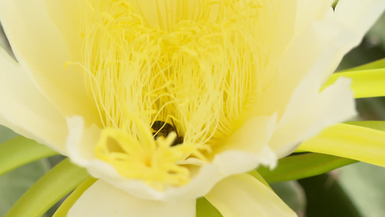 Close-up of a Dragon Fruit Flower with a Bee