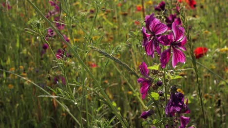 a close-up steady shot of the exquisite details of vibrant purple and red flowers, capturing the beauty of nature in full blossom