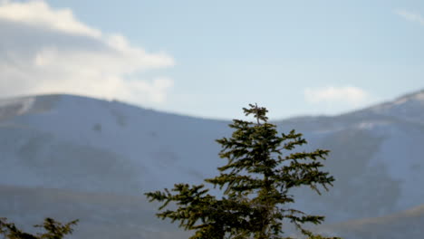 A-red-tailed-hawk-takes-flight-in-stunning-detail---static