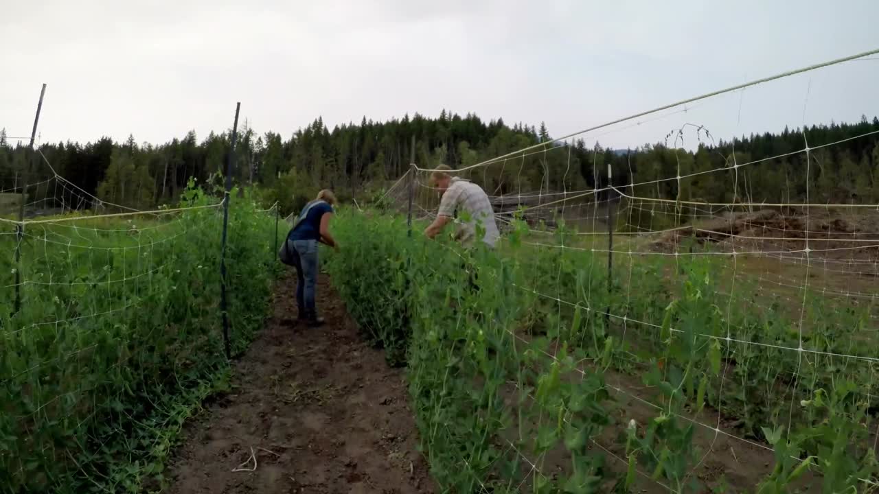 пара проверяет брюки на ферме 4k