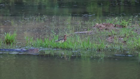 Being-staleked-by-a-monitor-lizard-at-a-pond-in-the-jungle,-Chinese-Pond-Heron-Ardeola,-Thailand