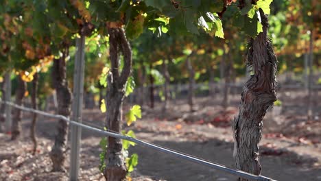 el tronco desgastado de una vid de uva madura en el valle de santa ynez ava de california 1