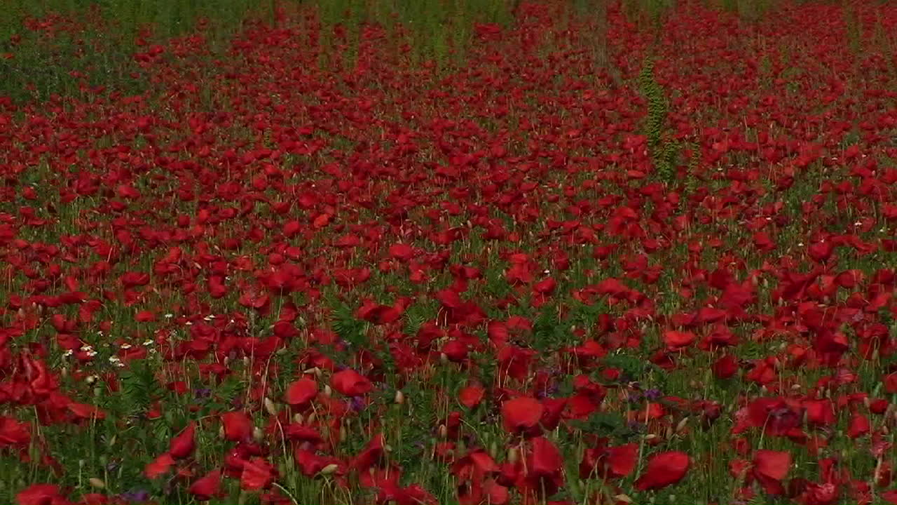 이탈리아 토스카나의 양귀비 밭 1