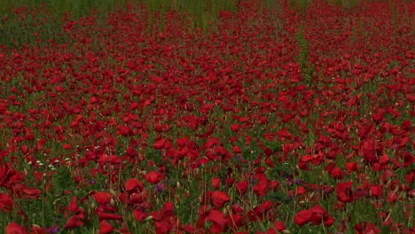 Un-Campo-De-Amapolas-En-Toscana-Italia-1