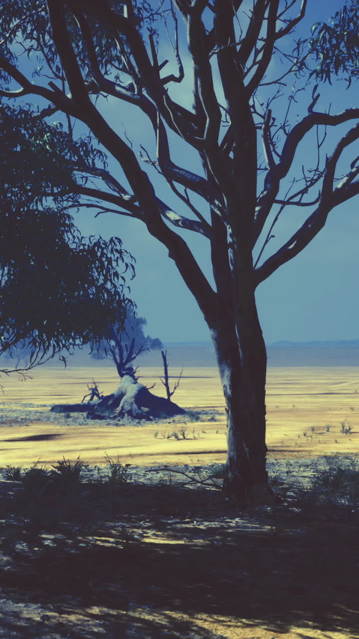 Australian outback landscape showing drought and unique flora