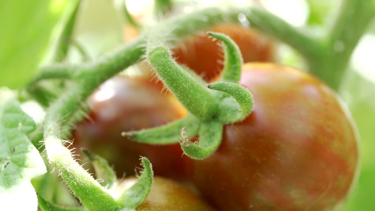 정원에 있는 빨갛게 익은 체리 토마토 다발에 햇빛이 비치고 있다