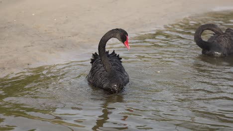 elegantes cisnes negros interactuando en aguas tranquilas