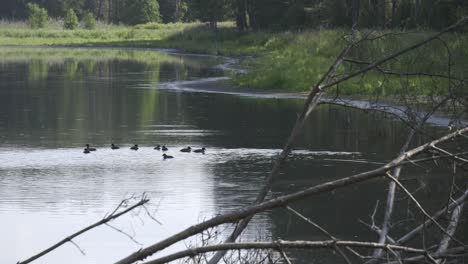 enjoy an aerial view of water birds, specifically coots, gracefully gliding across the water, offering a serene and captivating perspective in this stunning stock footage