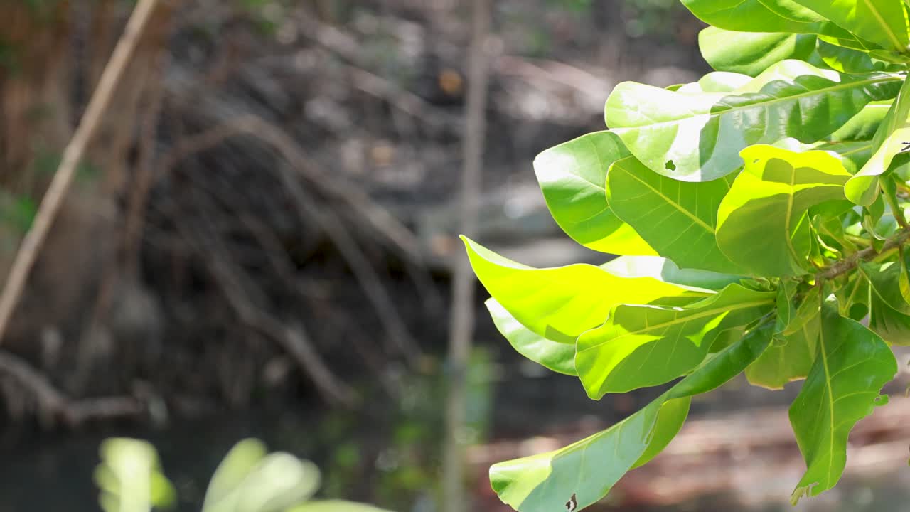 Bright green mangrove leaves in sunlight with a blurred background, showcasing natural beauty in a tropical setting