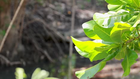 bright green mangrove leaves in sunlight with a blurred background, showcasing natural beauty in a tropical setting