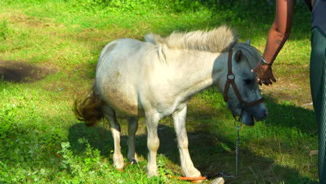 girl's arm wanting to touch a white pony in the field