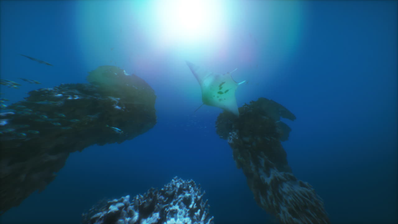 la majestuosa manta raya nada a través del vibrante arrecife de coral