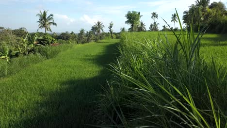 Grüne-Aussicht-Auf-Bali-über-Die-Reisfelder