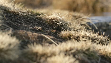 Verbranntes-Gras-In-Der-Nähe-Des-Wassers,-Das-Durch-Schneefall-In-Der-Serra-Da-Estrela,-Portugal,-Fließt-–-Rack-Fokus-Schwenkaufnahme