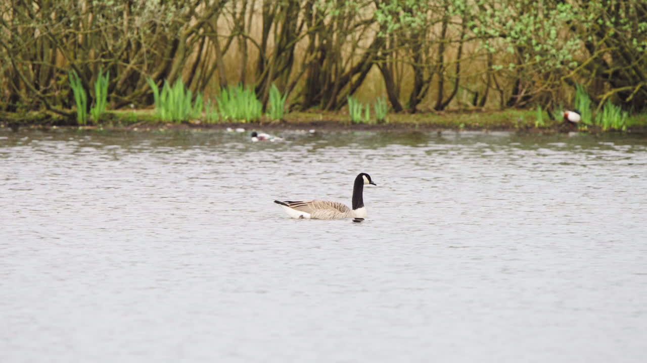 Giant Canada goose floating on river along shore with reeds and birds